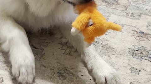 A Cute Huge Dog