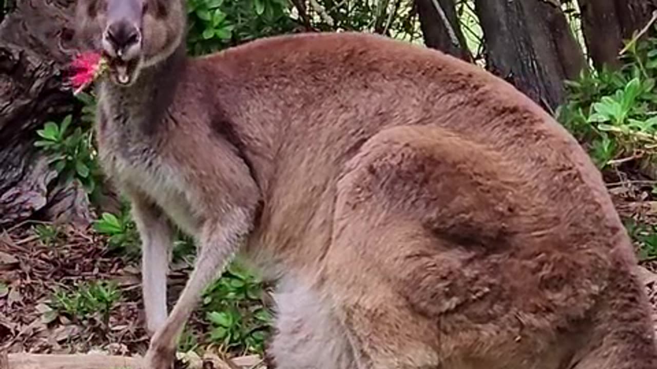 animais completo.mp4