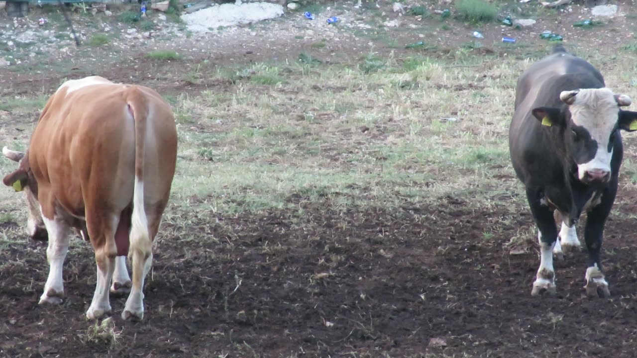Kobra od Kokana vs Rule Koalicija Rastovača Šestanovac 2025