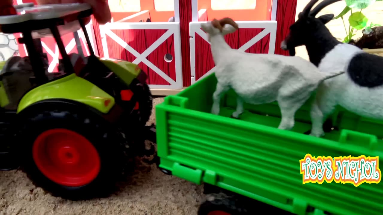 Five Sheep Eat Broccoli in the Morning to Become Healthier