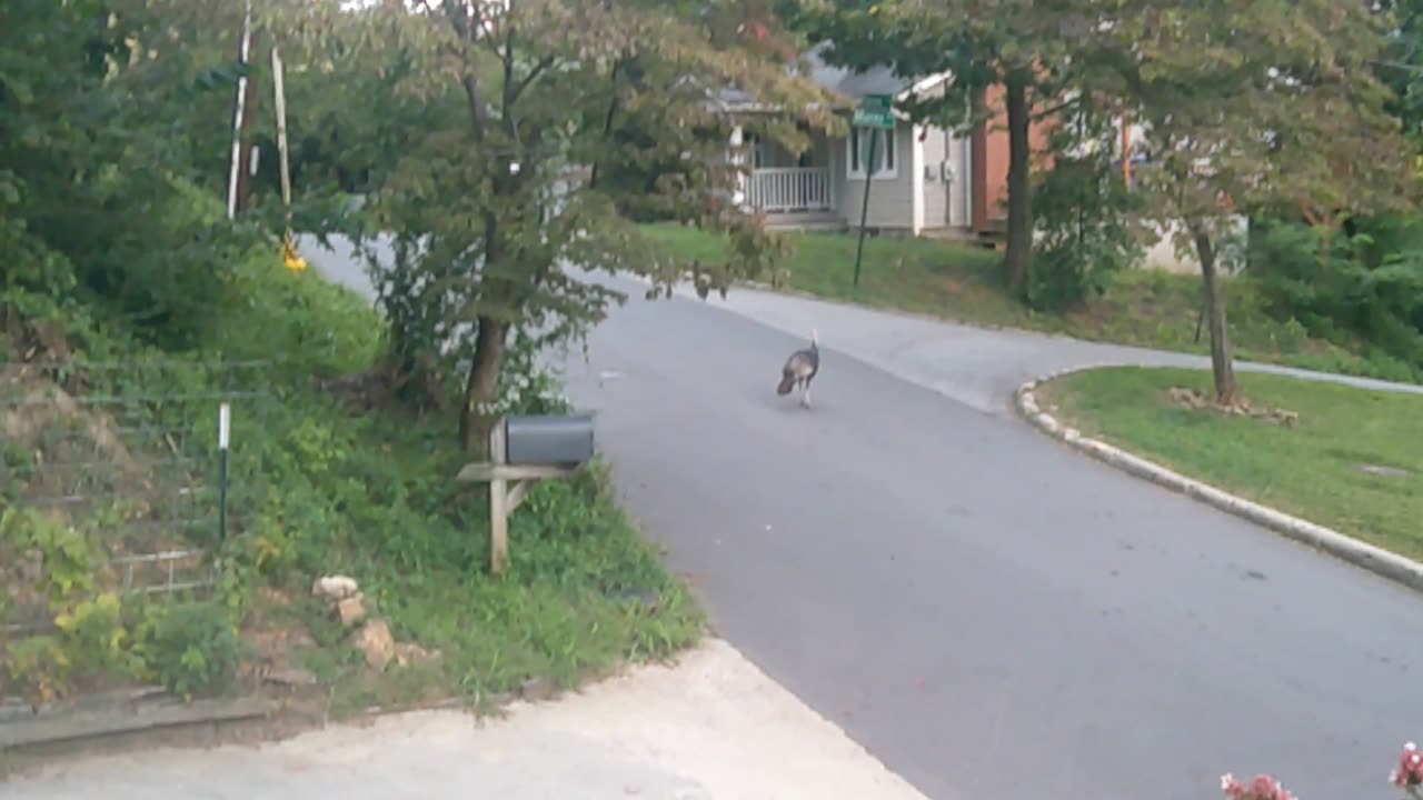 Just Gobbling down the road