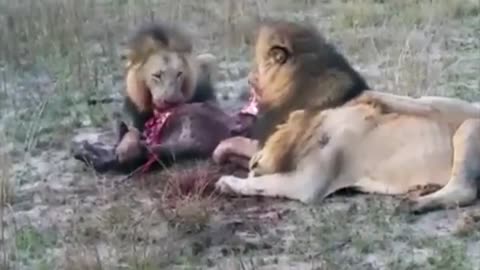 animals