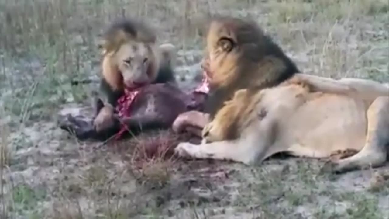 animals