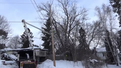 [4K] Tree Removal! #1 Safely lower & remove Manitoba Maple tree & Elm tree.