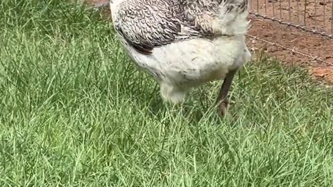 Americauna Hen