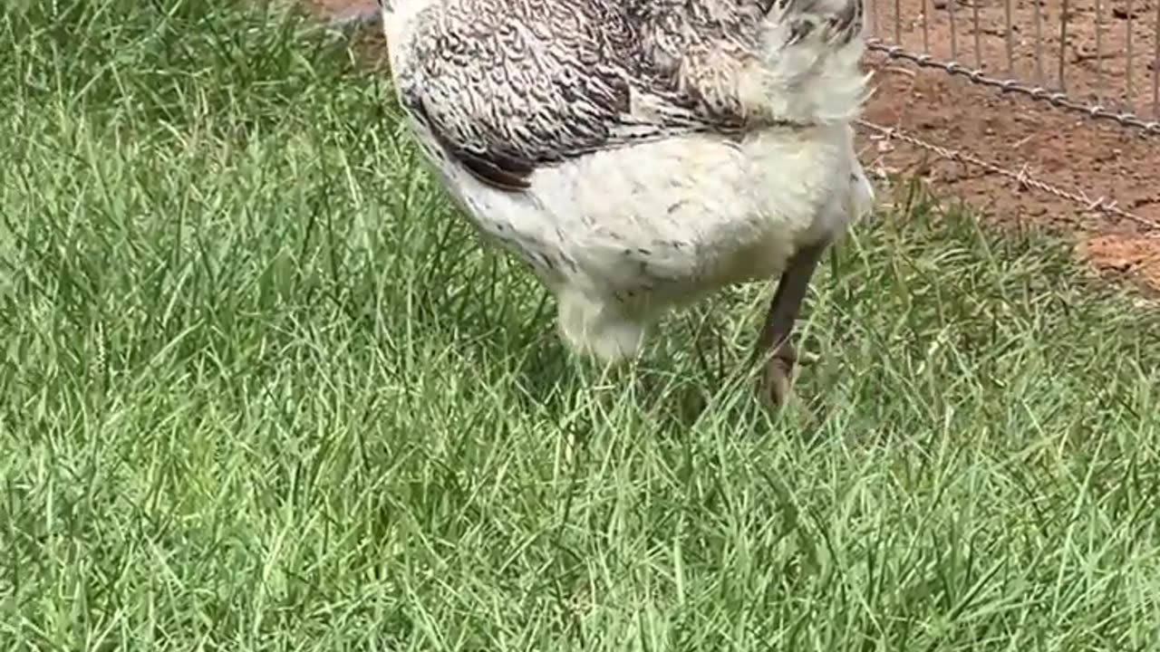 Americauna Hen