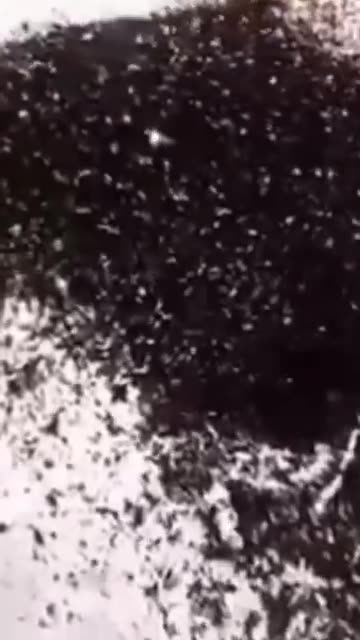 Comida envenenada nos dan