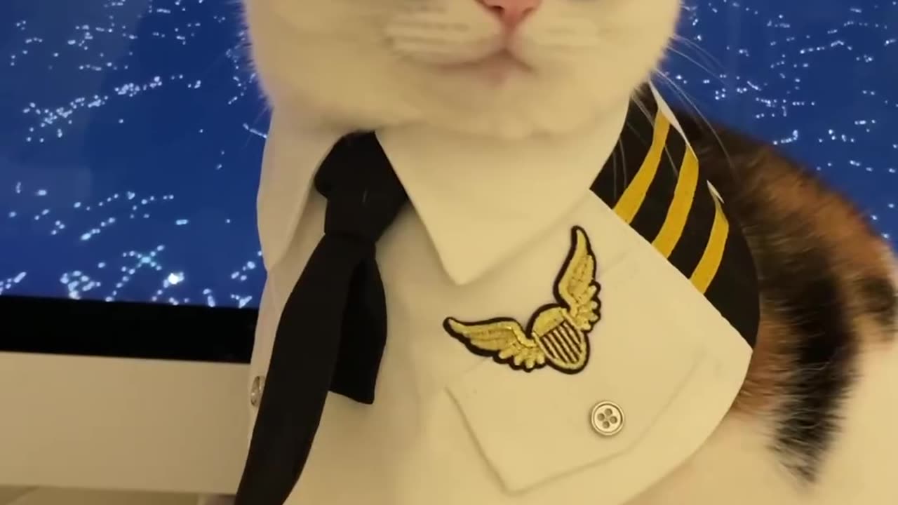 cat funny