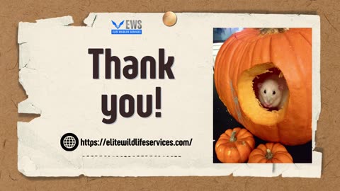 Say Goodbye to Rats Trusted Houston Removal Services