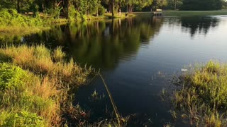 Urban Pond Fly Fishing, What's Biting at Cottonwood #mobile #fIshing #livestream - Episode 110