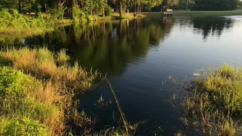 Urban Pond Fly Fishing, What's Biting at Cottonwood #mobile #fIshing #livestream - Episode 110