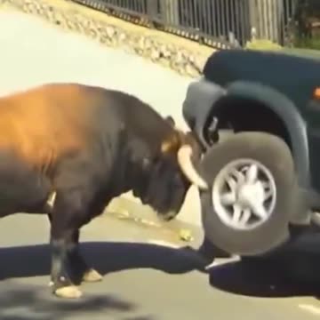 “🌍 Funniest Videos From Around the World! 😂✨”