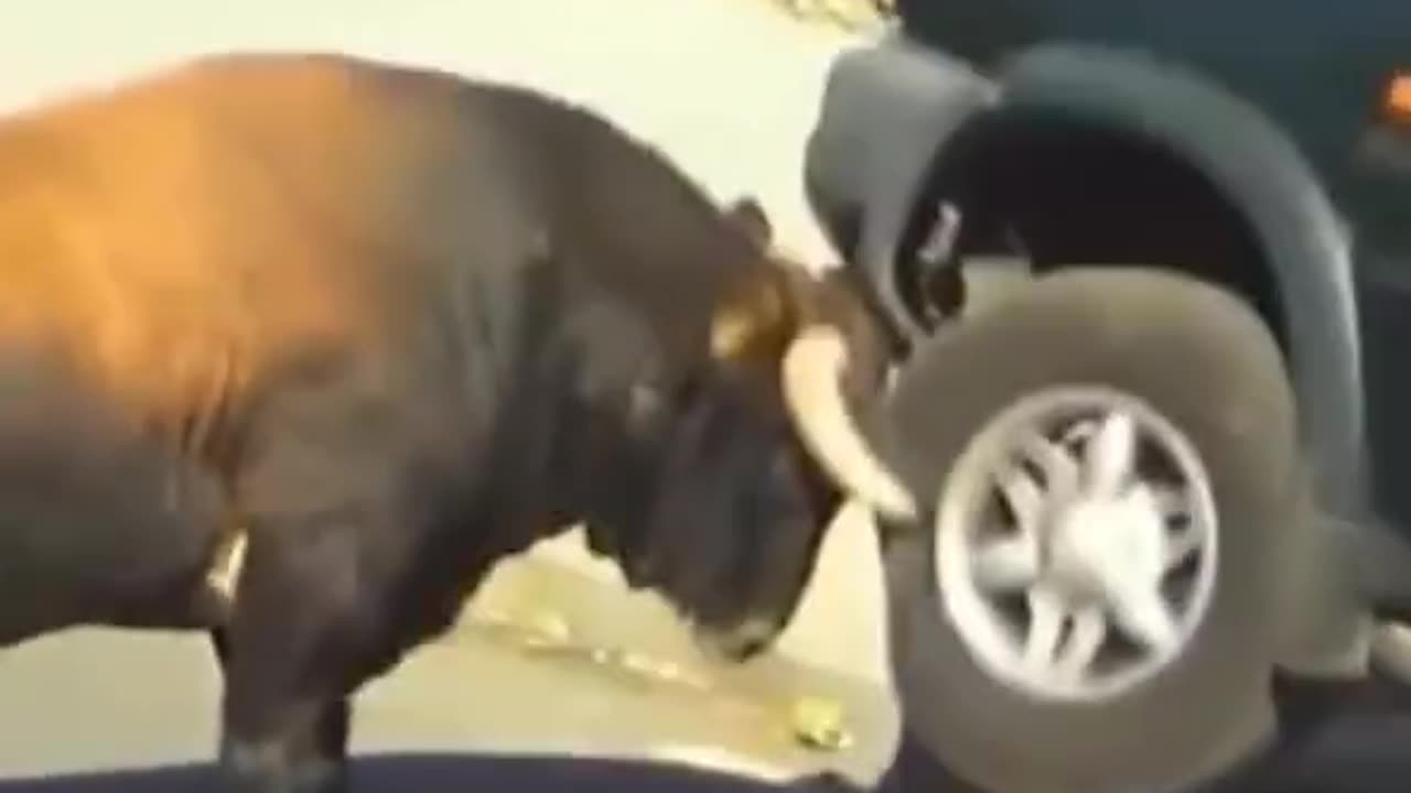 “🌍 Funniest Videos From Around the World! 😂✨”