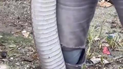 🤯✨ The Malaysian King Cobra: The Longest Venomous Snake! | FeedMyCuriosity