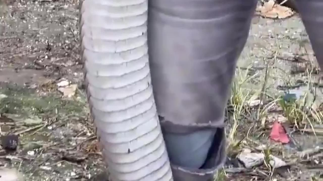 🤯✨ The Malaysian King Cobra: The Longest Venomous Snake! | FeedMyCuriosity