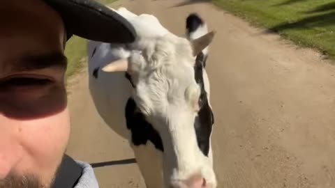 Befriending a Runaway Cow