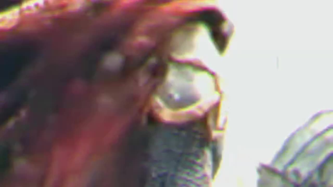 ENGLAND'S DARKEST TIMES IN 1135