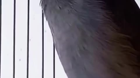 The Javan Starling