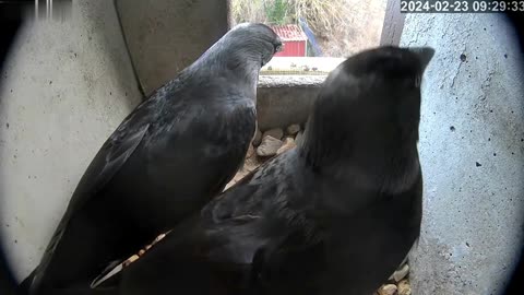 Quarrel of jackdaws - to stay or not to stay? 😮