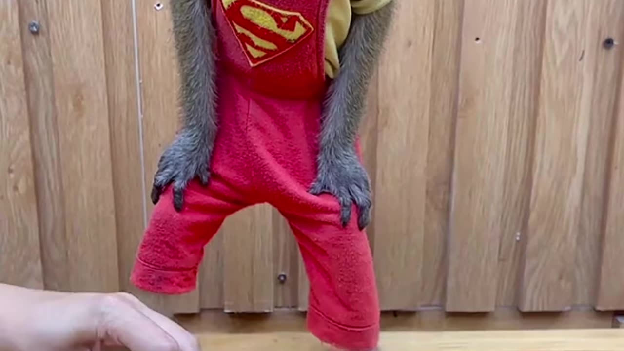 "Monkey Chef: 5-Star Chaos in the Kitchen!"