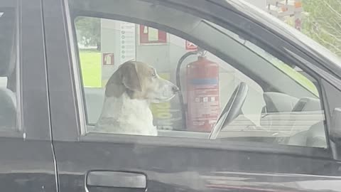 Dog in the Driver's Seat