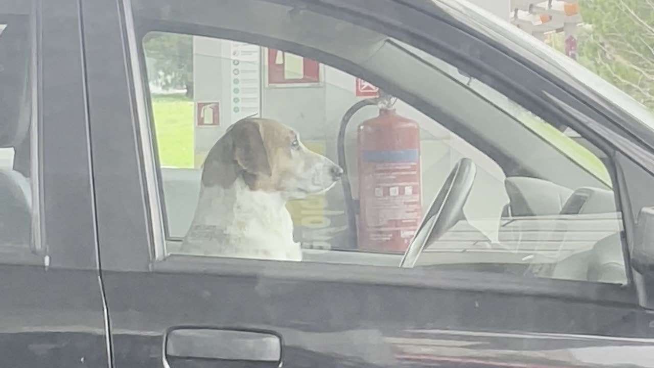 Dog in the Driver's Seat