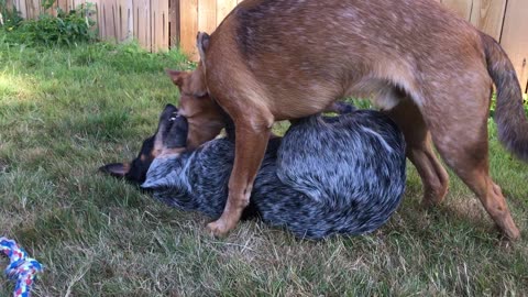 backyard wrastlin 3290842098