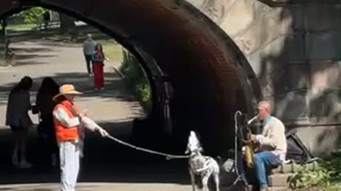Dalmatian Howls Along to Saxophone