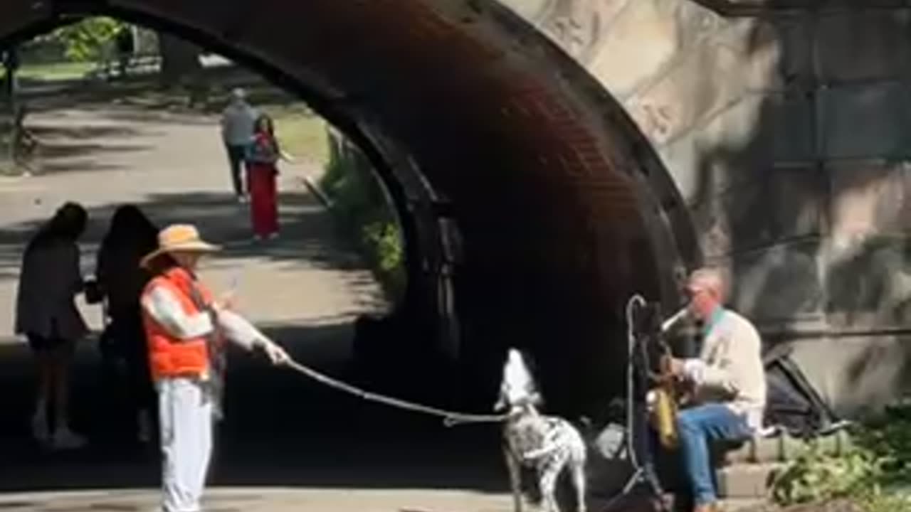 Dalmatian Howls Along to Saxophone