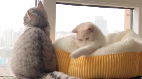 Tat the cutest person to see #小奶猫# Who can resist the silly little kitty