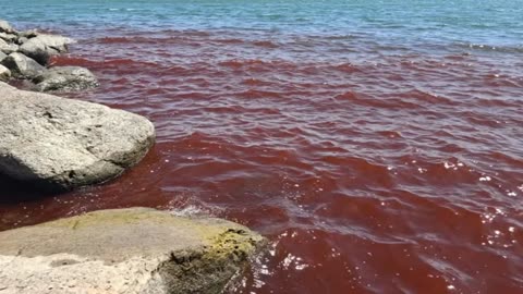 algue bloom causes israel