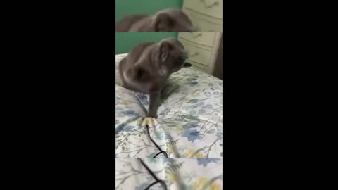 Funny animal videos 2023 - Funny cats/dogs - Funny animals -Part82/Haypyy Pett