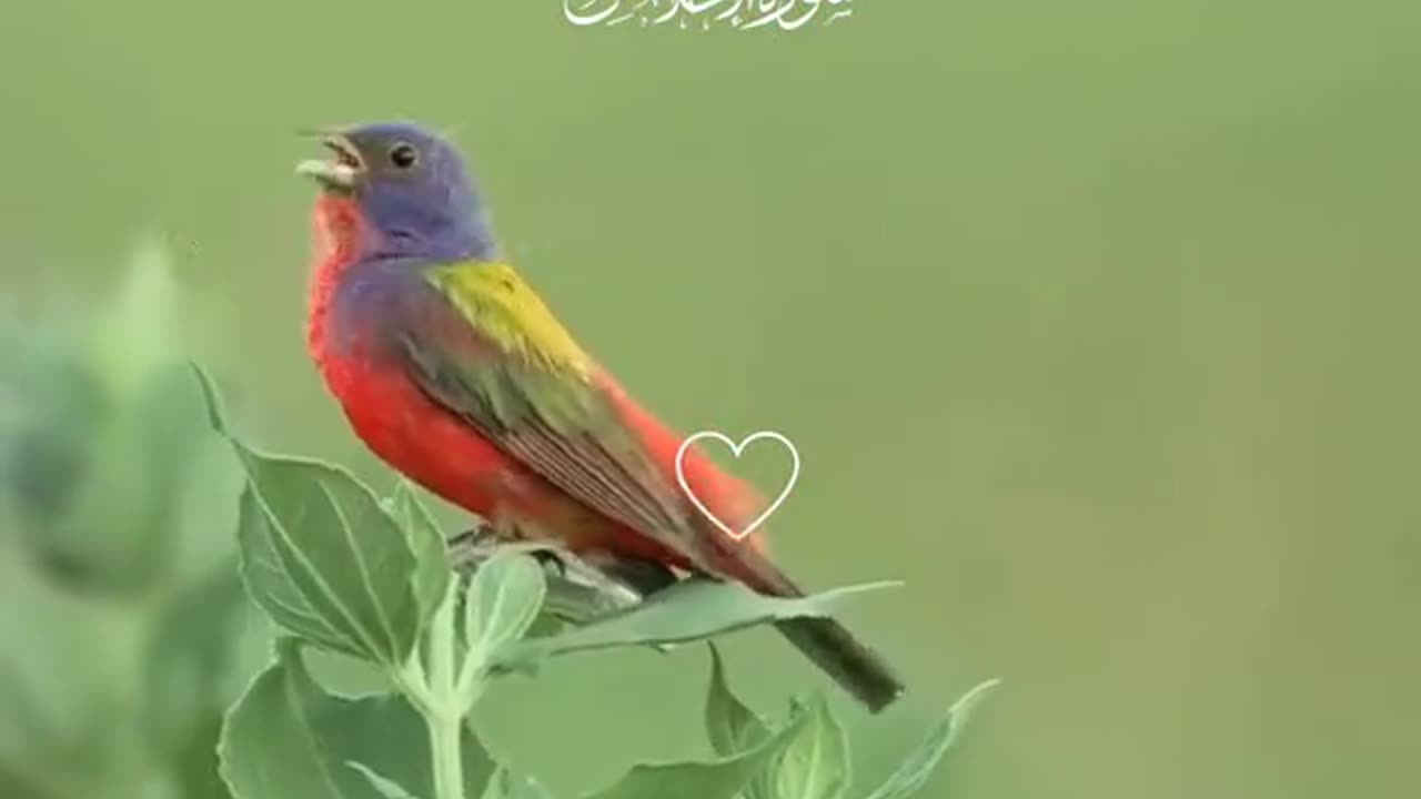Sura Ikhlaas