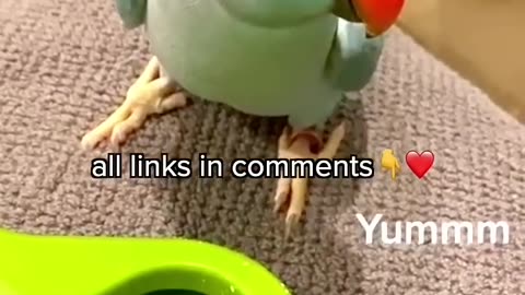 Amazon Must Haves for your bird