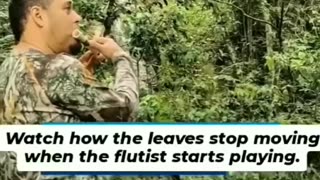 Watch the leaves stop moving when the flute is being played