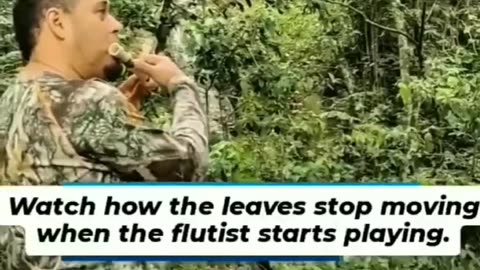 Watch the leaves stop moving when the flute is being played