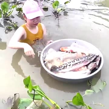 Amazing Fish Trapping Skills