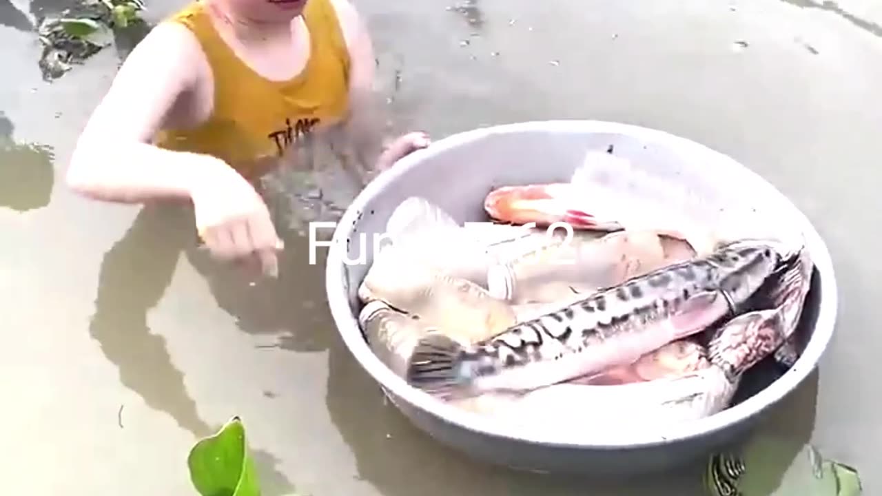 Amazing Fish Trapping Skills