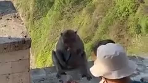 😮💡 This Monkey Swaps a Phone for Food! You Won't Believe Why | FeedMyCuriosity