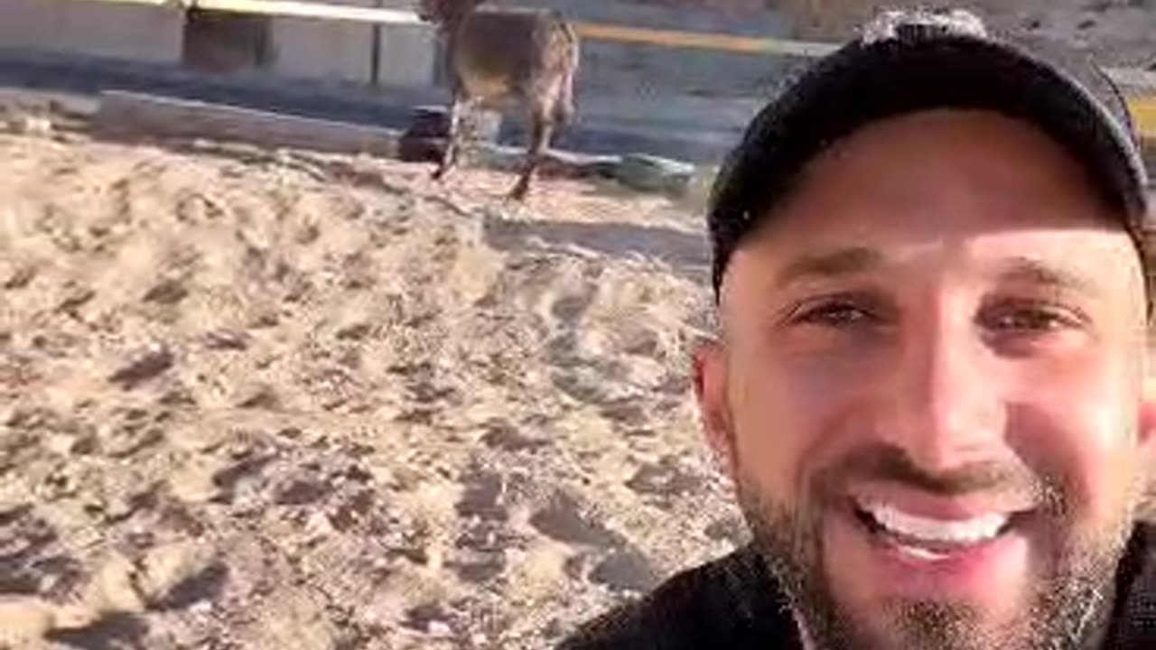 سنبل المشاكس
