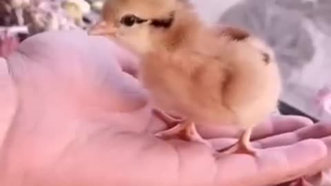 Step by Step: How a Chick is Really Born!"