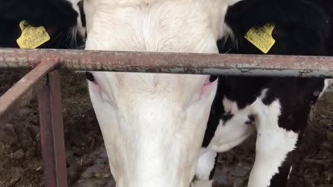 Cattle are waiting for Eid al-Adha