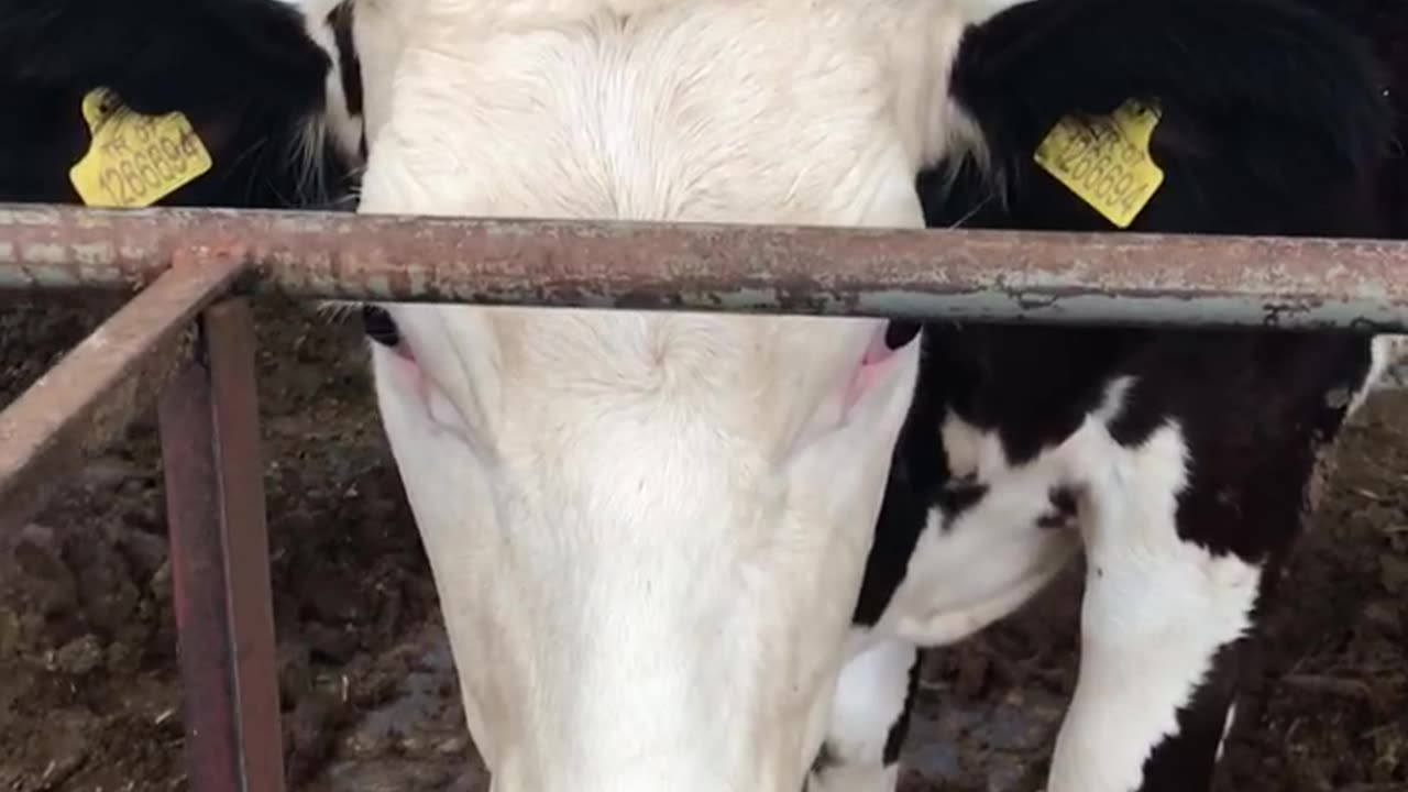 Cattle are waiting for Eid al-Adha