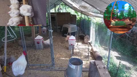 Chicken Live Stream