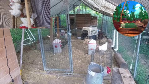 Chicken Live Stream