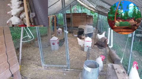 Chicken Live Stream