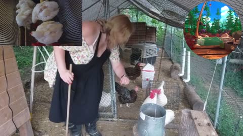 Chicken Live Stream