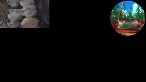 Chicken Live Stream