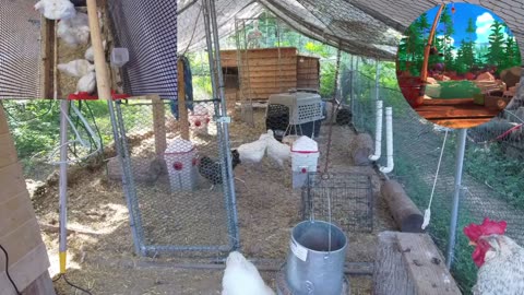Chicken Live Stream