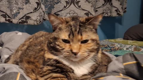 Relaxing Cat Purr for 2 Minutes of Pure Cozy Calm